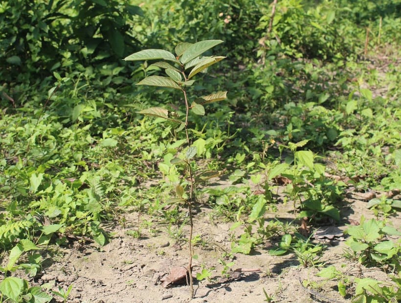 Photo: One year old tree in our Nepal site in 2021