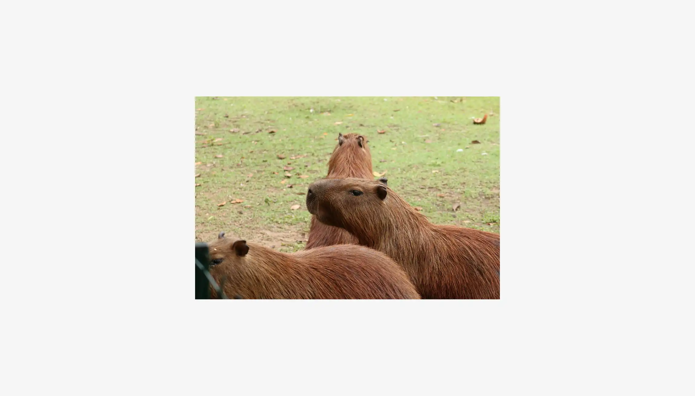 capybara image