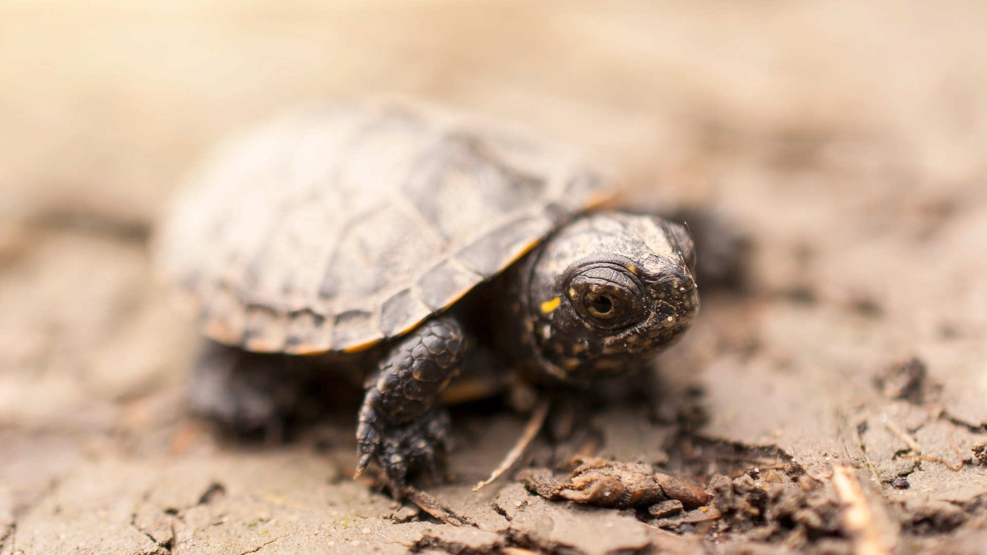 The Trouble With Tiny Turtles