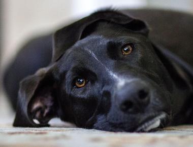 Understanding Your Dog's Crying and Hiding Under the Bed: A Guide for Concerned Owners