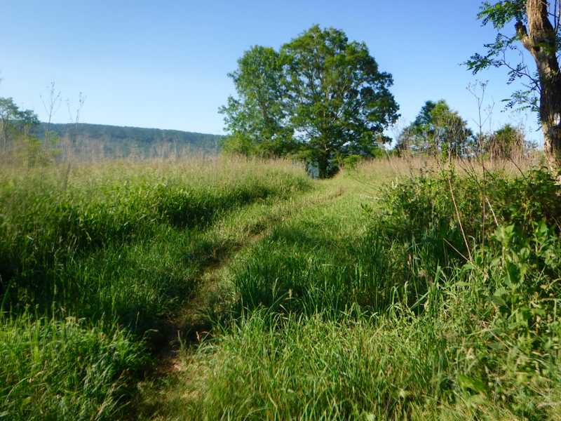Grassy trail