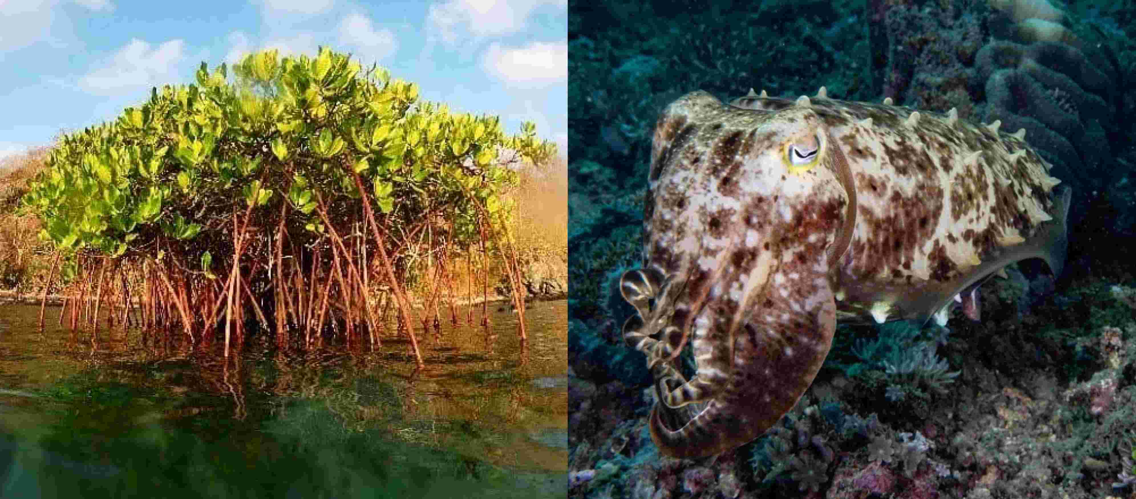 Photo: Fully grown Mangroves and a cuttlefish that inhabits the Mangrove ecosystem in Lombok, Indonesia. 