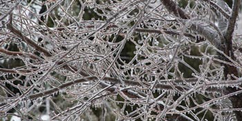 branches covered in ice