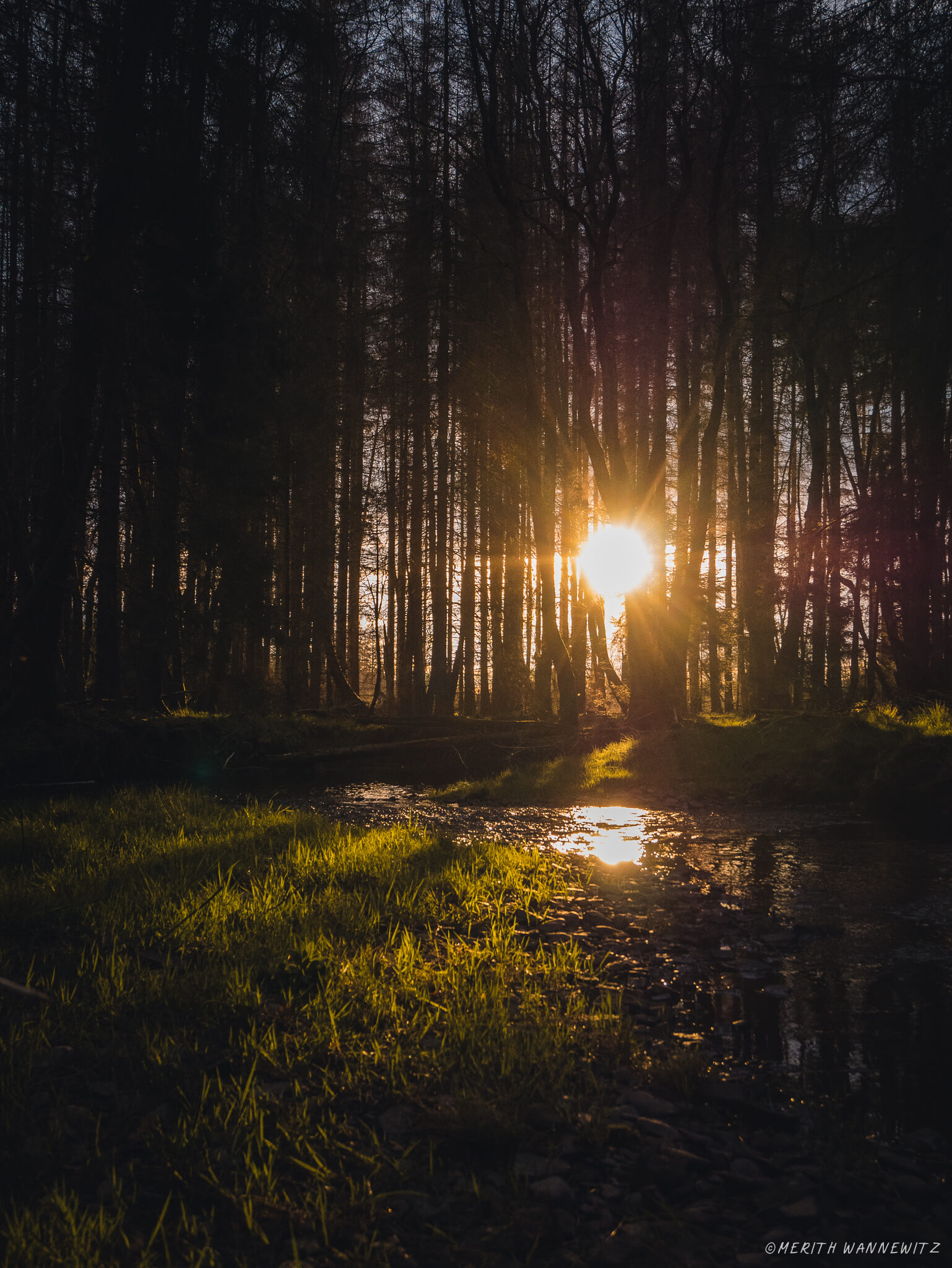 The setting sun shines through the trees in the forest and is reflected in a small stream.