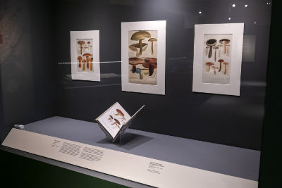 A showcase featuring several illustrations of mushrooms.