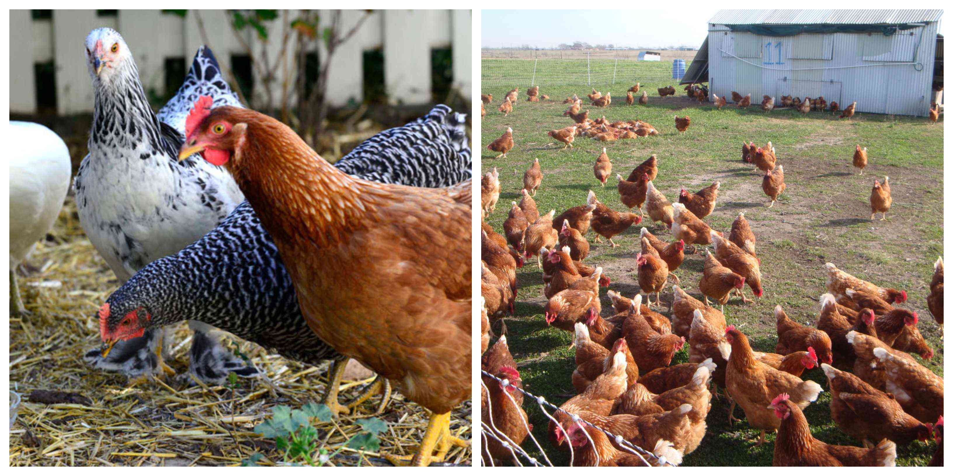chickens in a field