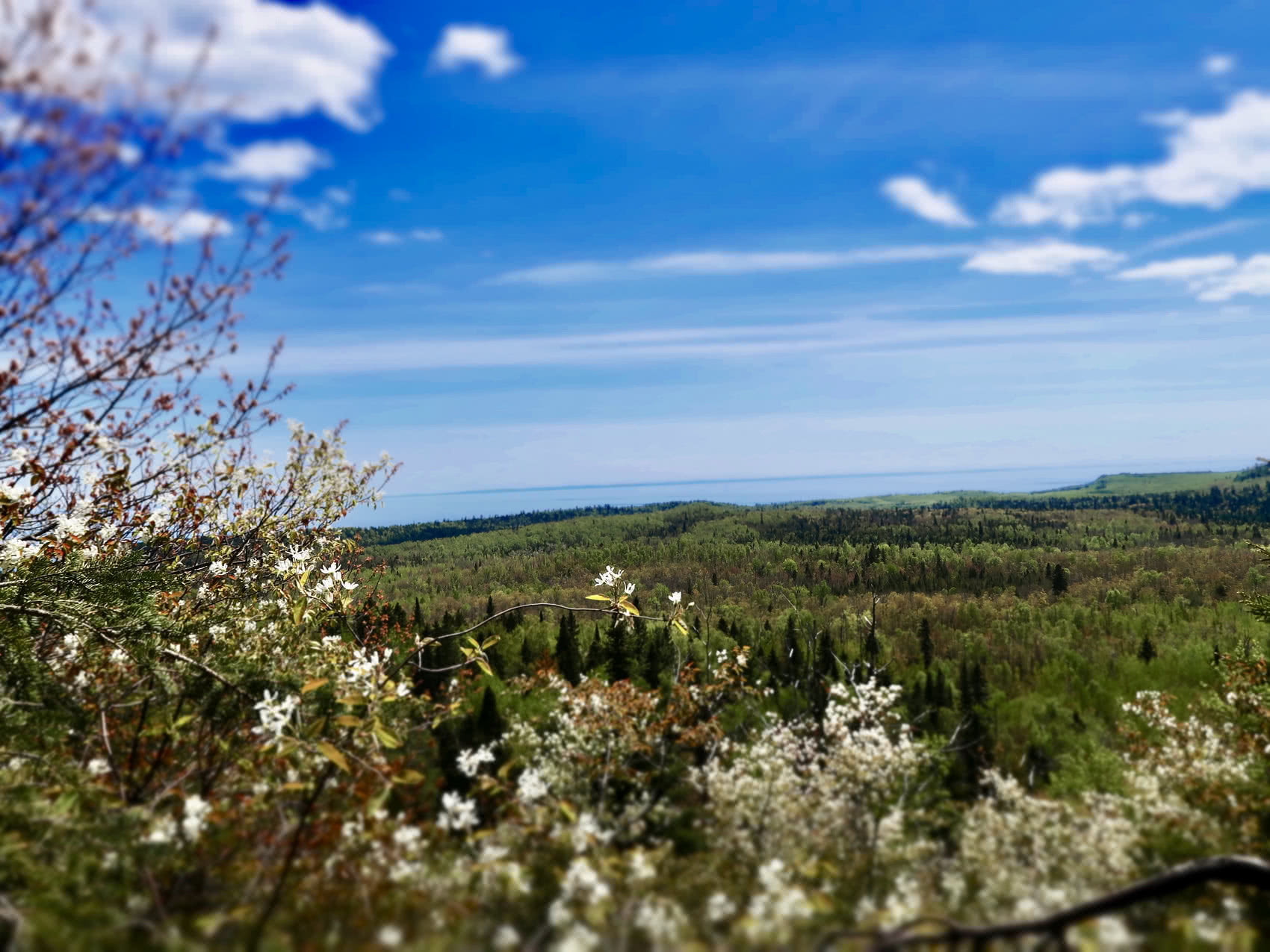 Lots of Juneberry shrubs in full bloom made for an extra treat!