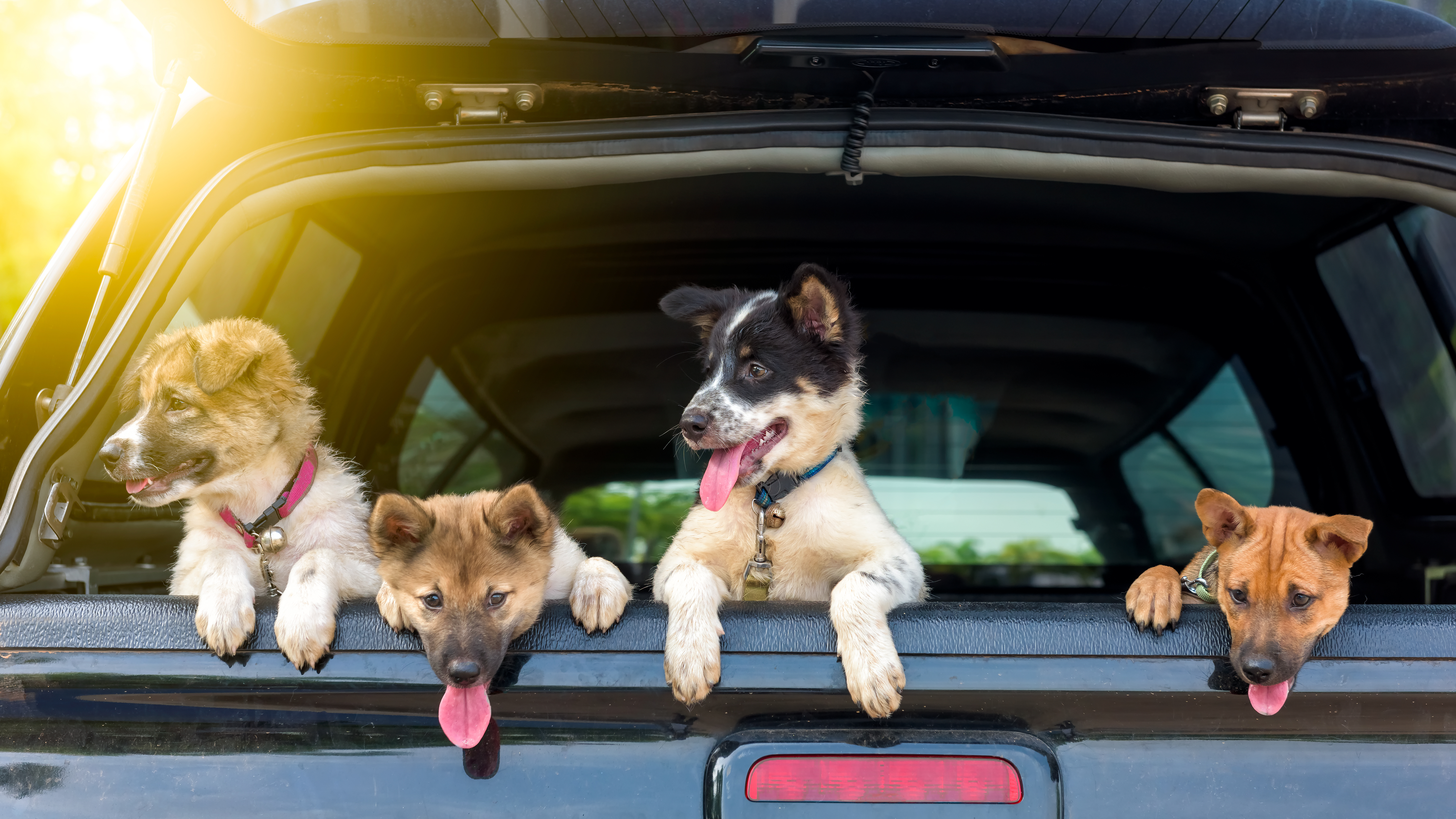 Dogs can dirty up a car quickly! Follow these tips to keep your car clean for you and your pets.
