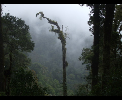 Panama Rainforest 3