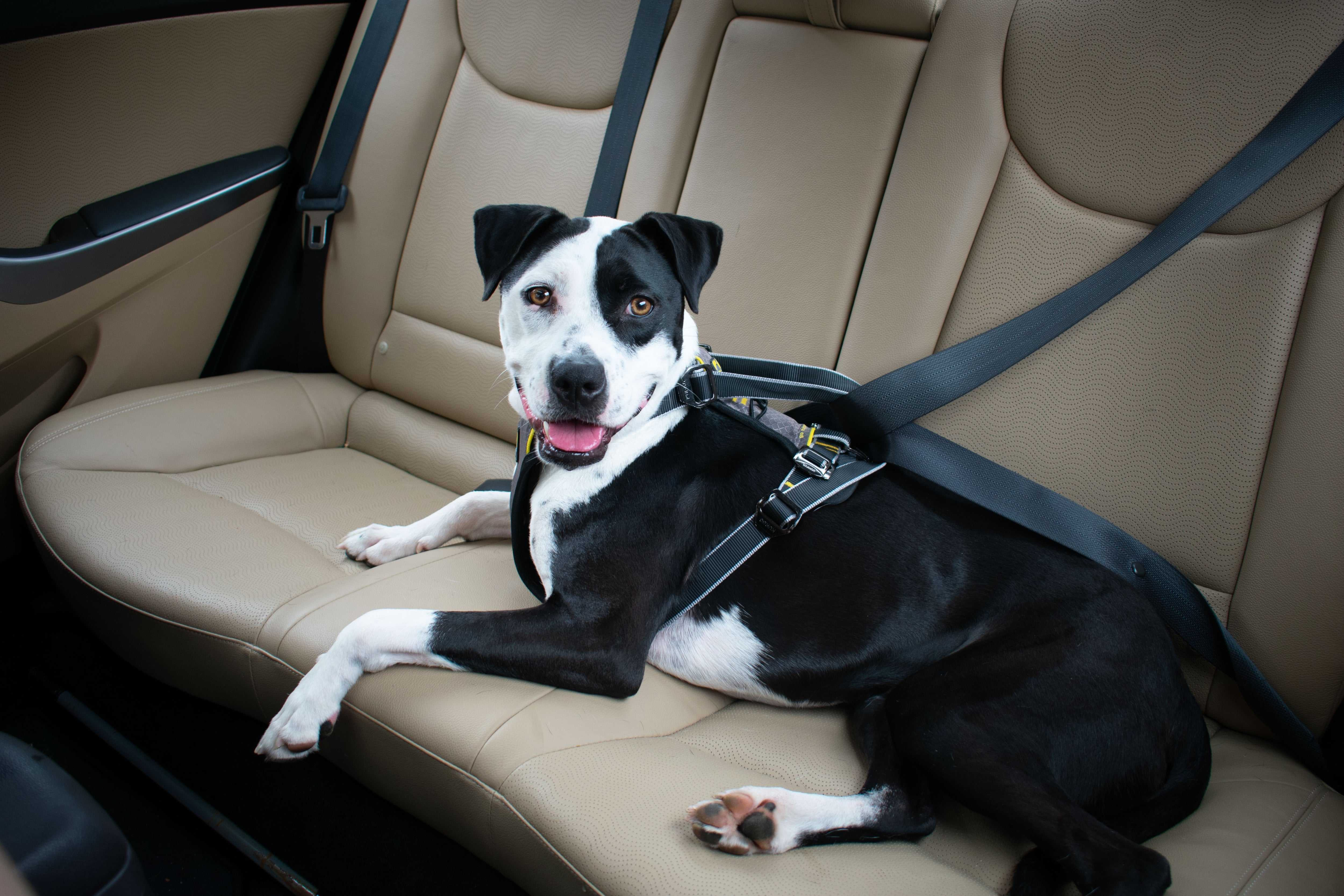 Why Your Dog Needs a Crash Tested Harness