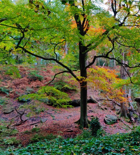 Looking over green undergrowth and between trees in Adel woods during Autumn