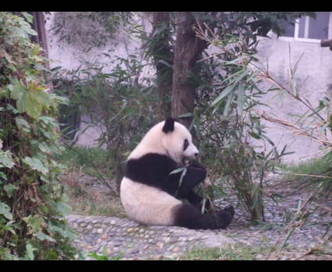 China Pandas 27