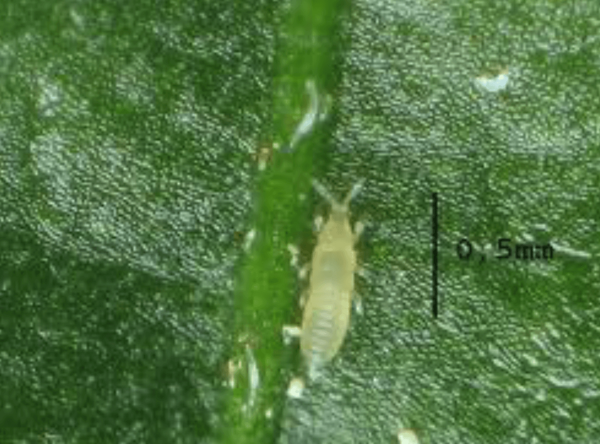 Magnified Thrip Magnified Thrip