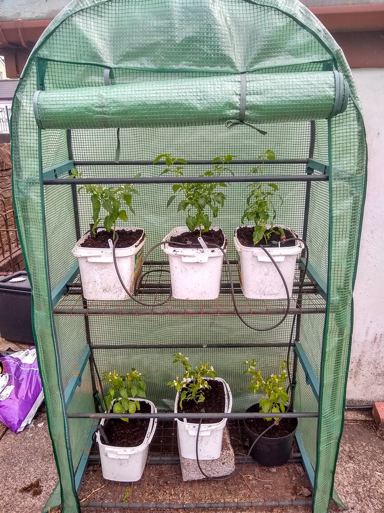 Mini greenhouse with pepper plants