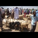 Somalia Animal Market 6