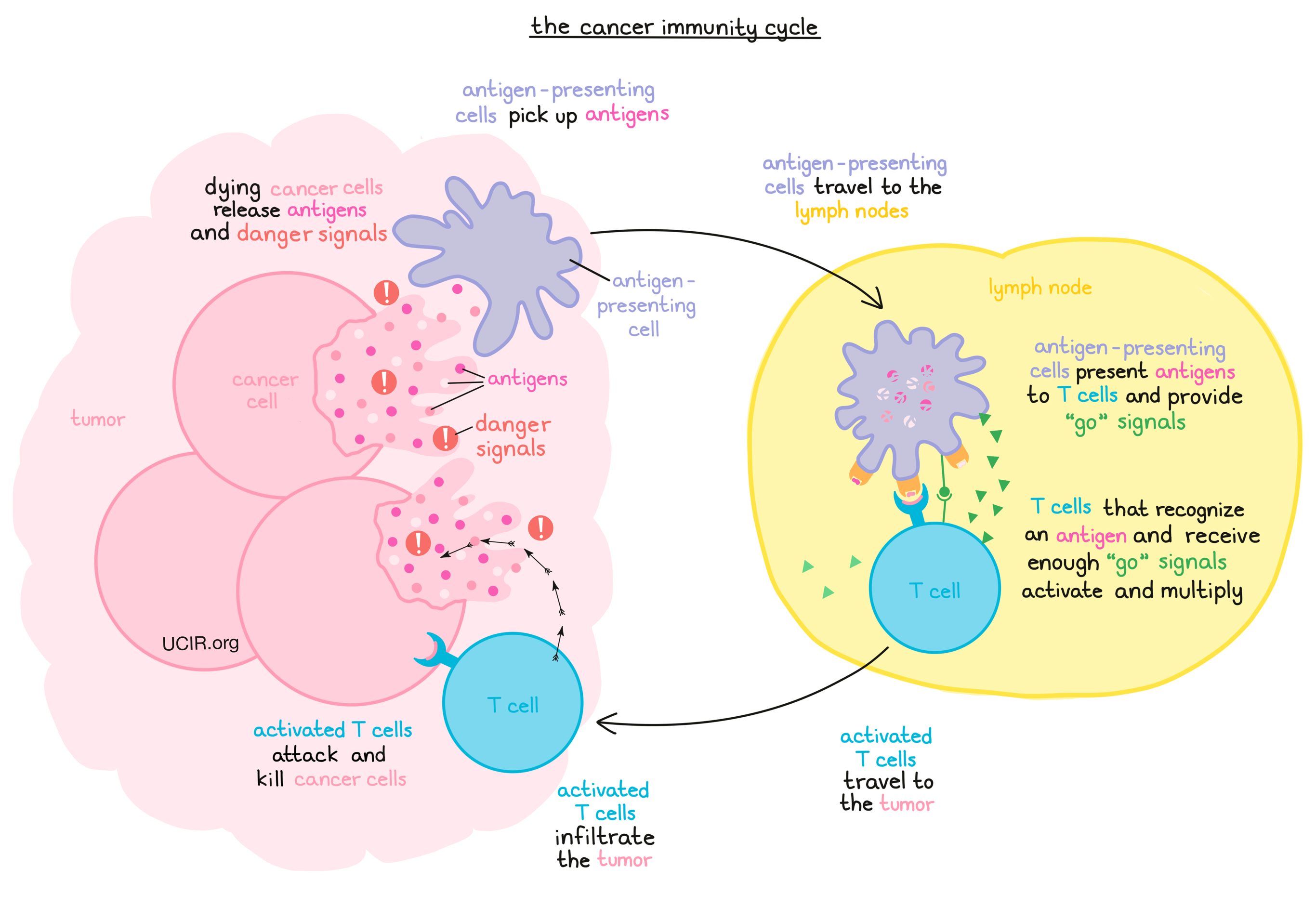 The cancer immunity cycle