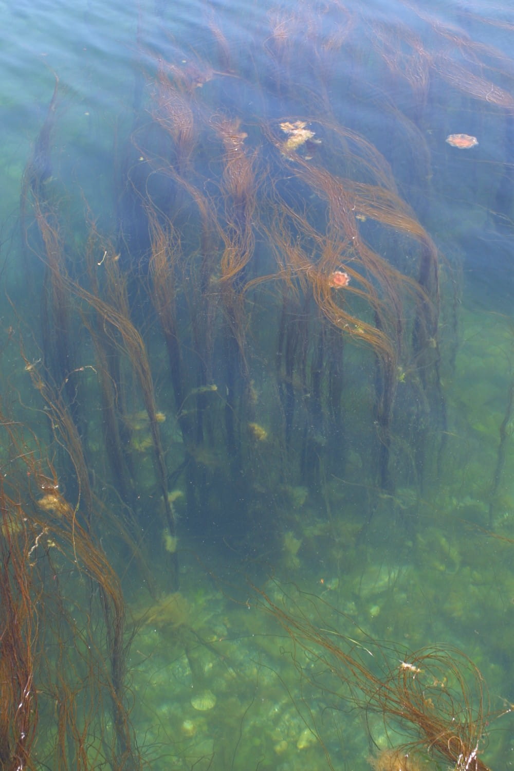 Surface view of mermaid's tresses seaweed <em>(Chorda filum)</em> with lion's mane jellyfish <em>(Cyanea capillata)</em>