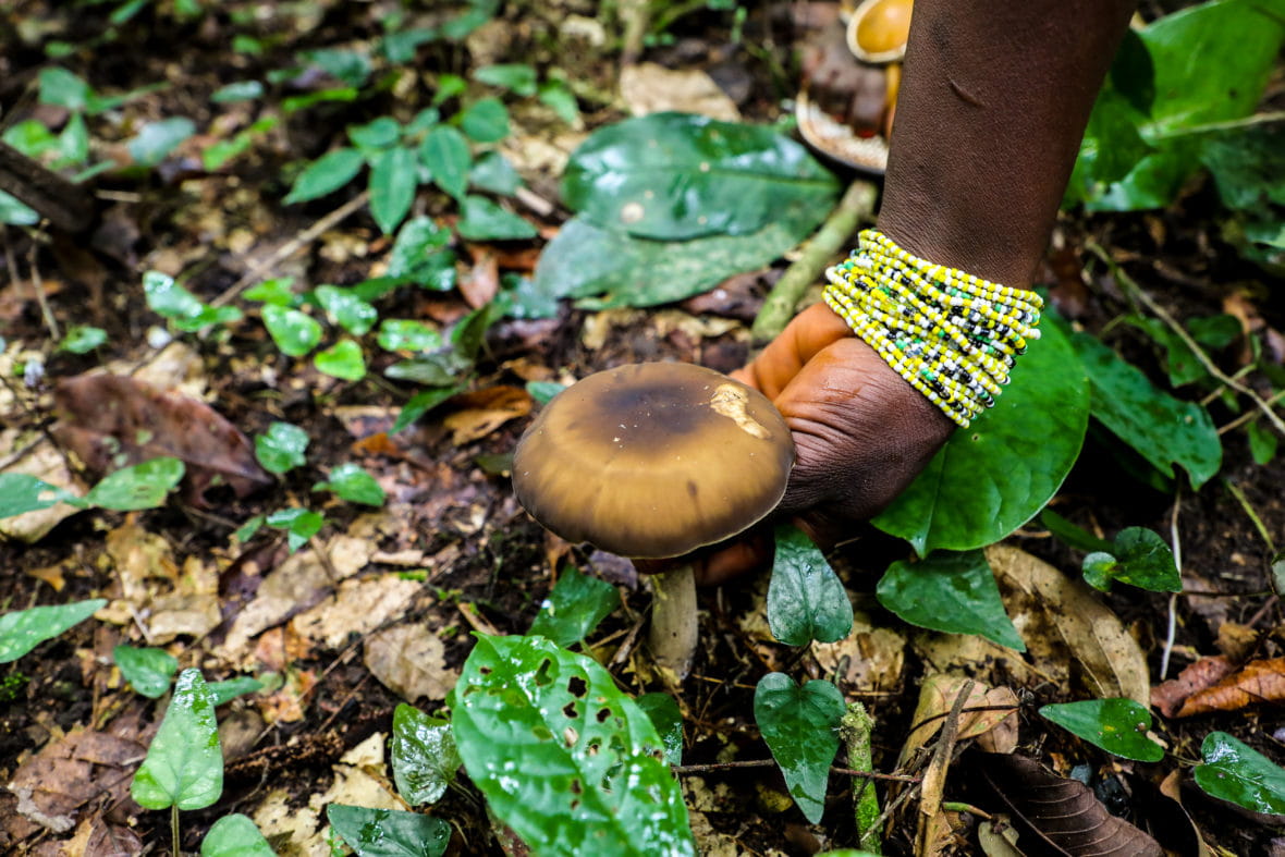Mushroom on the forest floor.