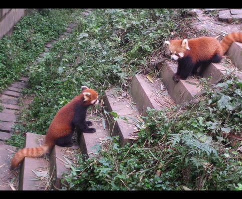 China Red Pandas 17