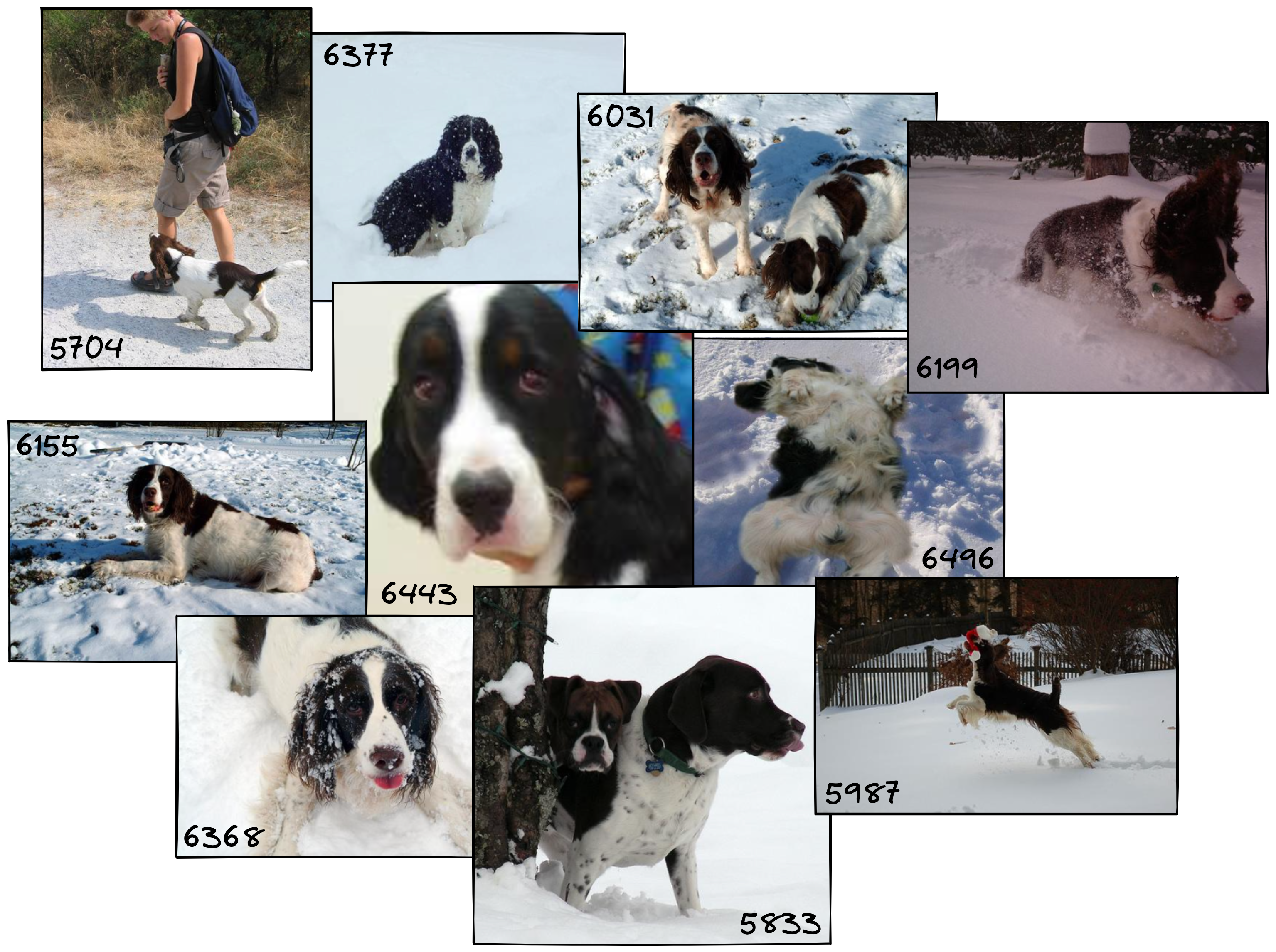 dogs-in-snow-results