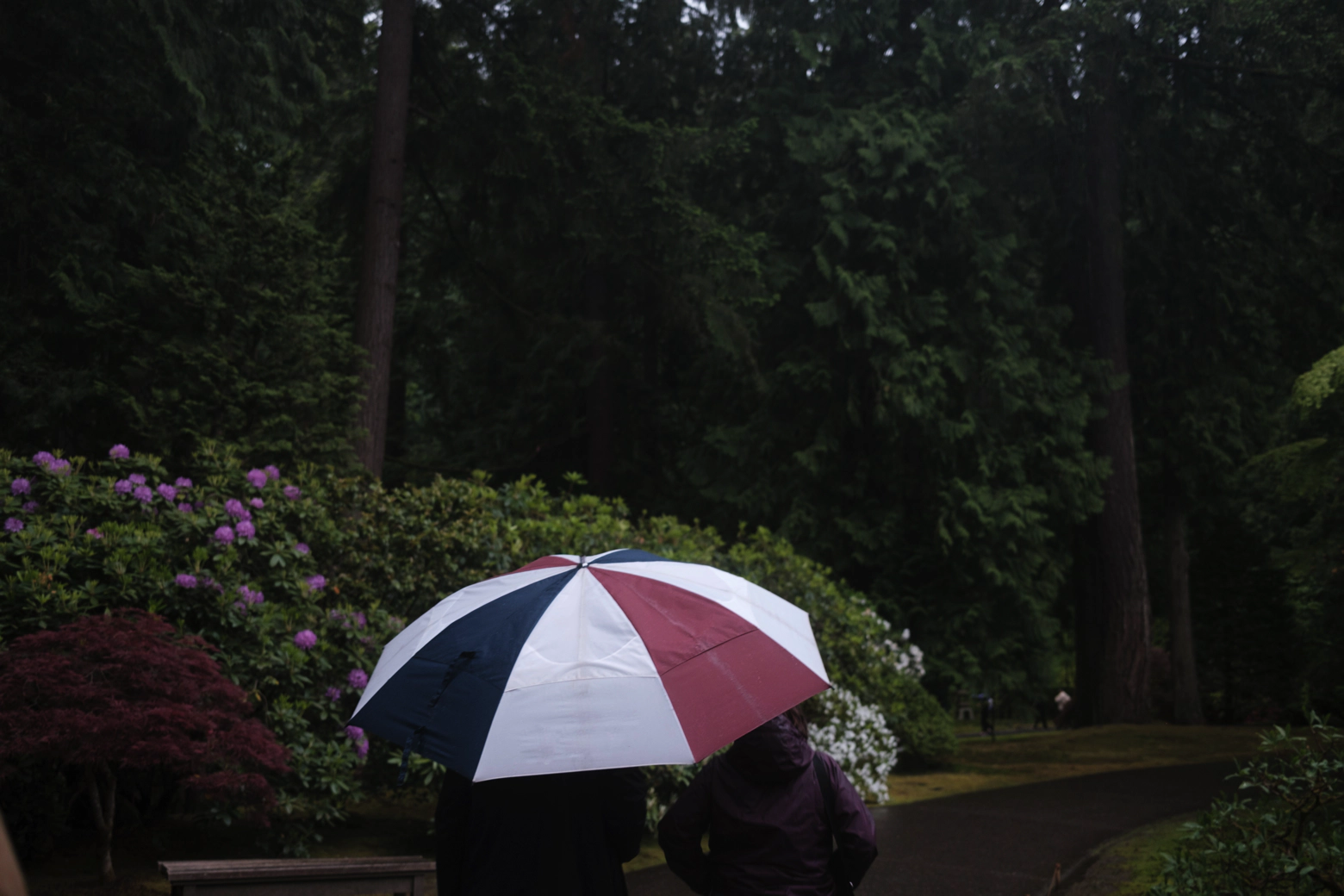 In the Japanese Tea Garden in Portland, Oregon a couple shelter from the rain beneath a red and blue umbrella.