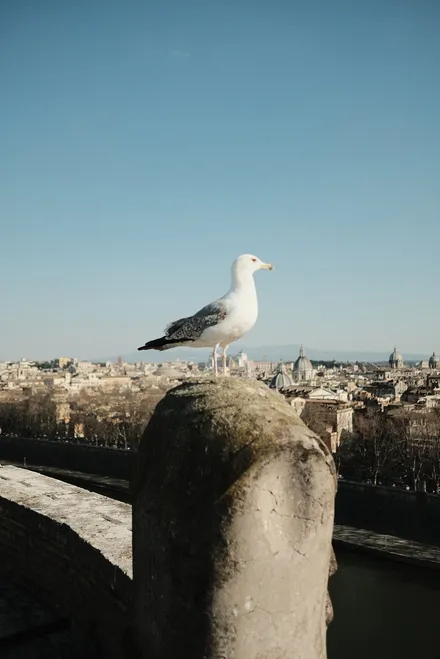 https://d33wubrfki0l68.cloudfront.net/c106d6c429aa633a38ac8454955ad7a70370db57/6024b/images/rome-2022/rome_2022_24.jpg