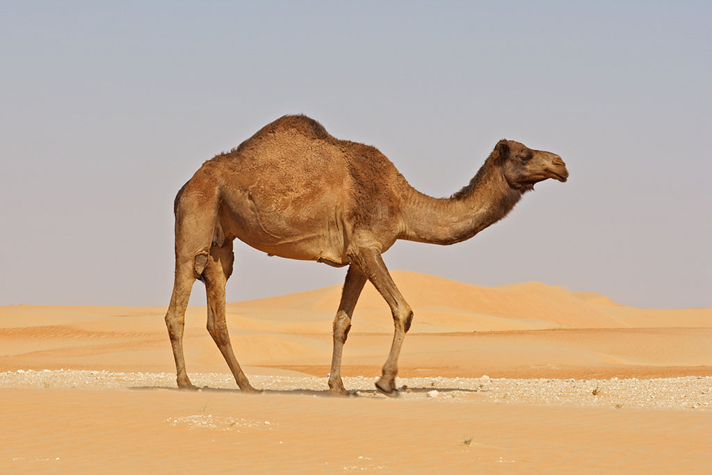 Image result for camel,nari