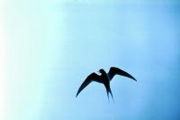An Arctic Tern silhouetted against the sky