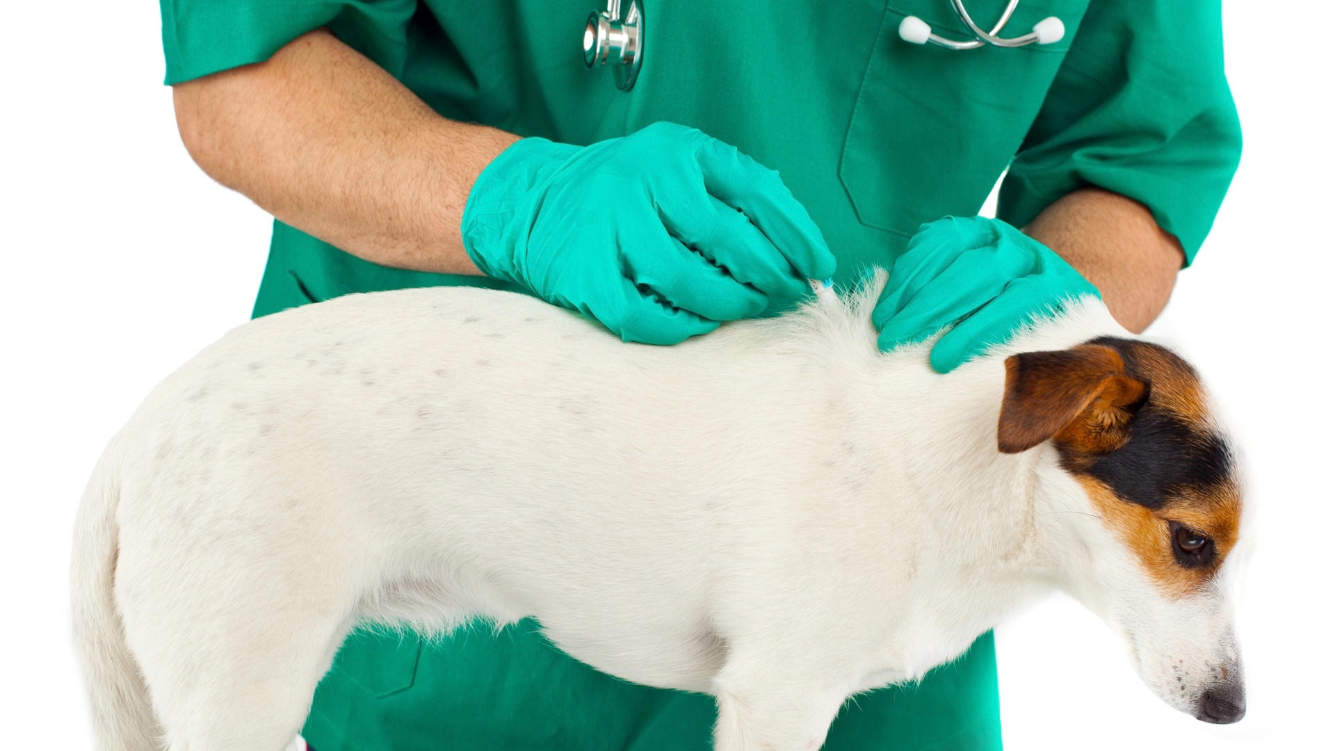 Flea Control For Cats And Dogs