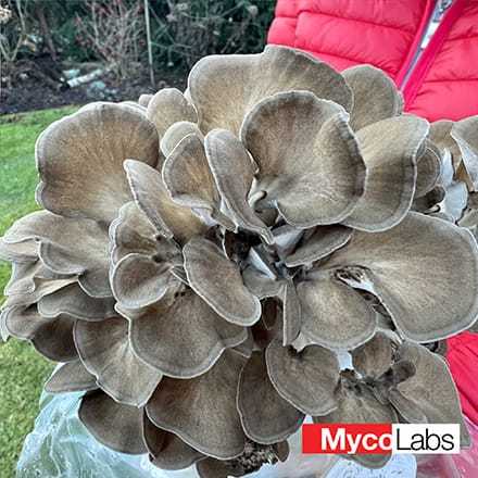 Hen of the Woods (Grifola frondosa)