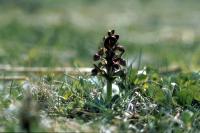 A Frog Orchid in close-up