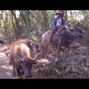 Burma Inle Trekking 1 29