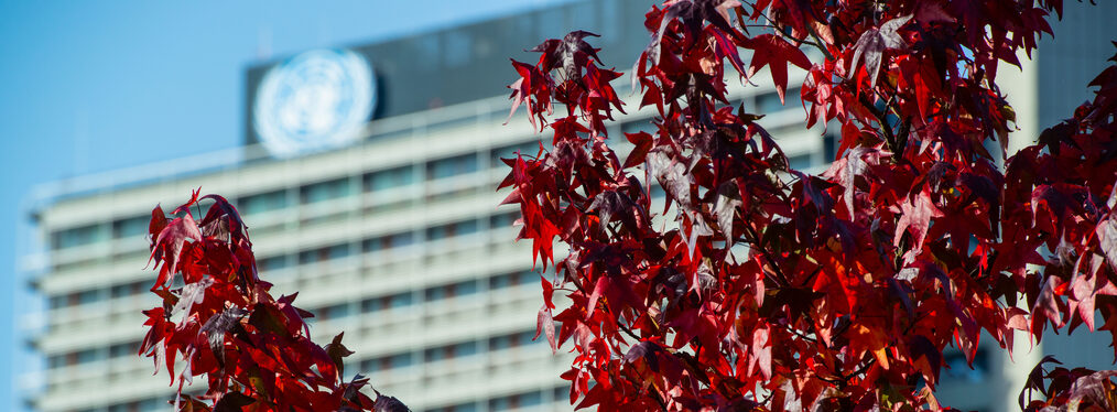 Herbstliche Baumkrone vor dem Langen Eugen.