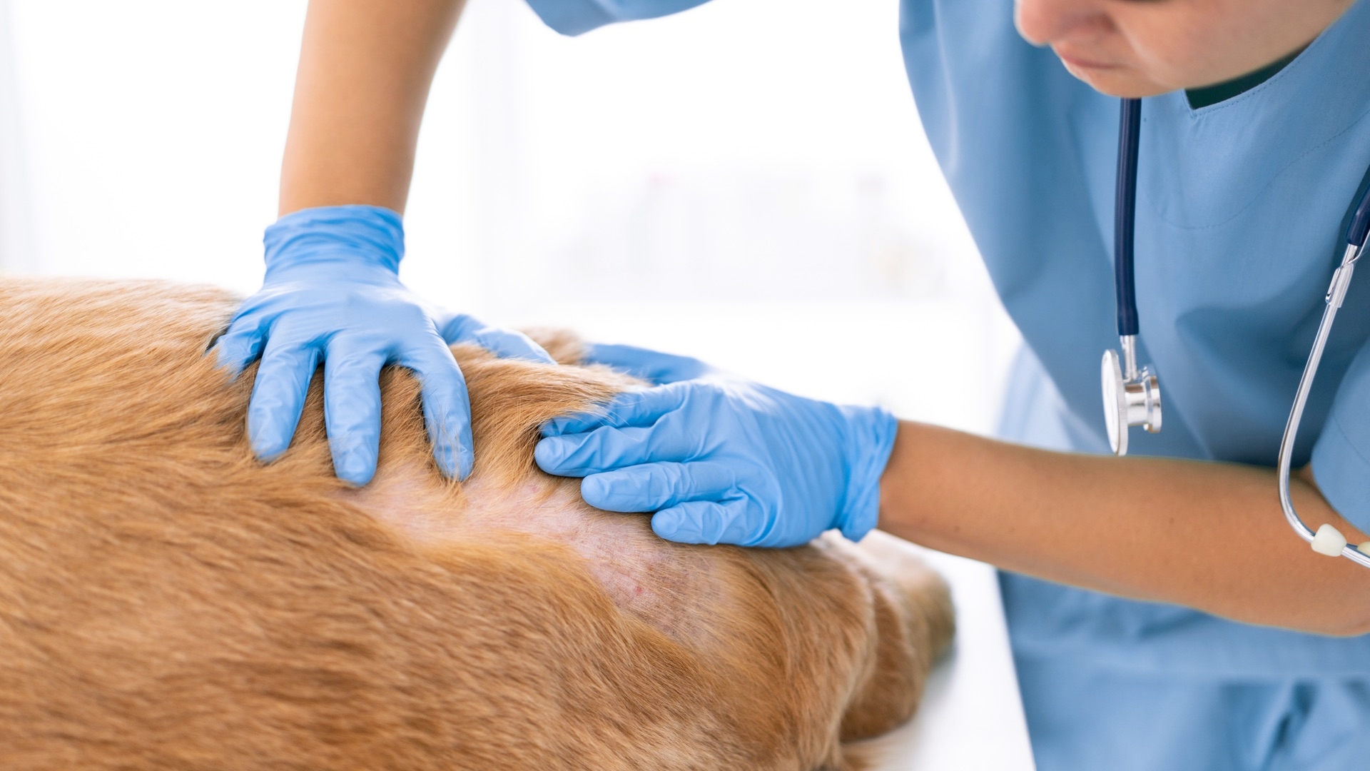 Fleas And Your Pets Health