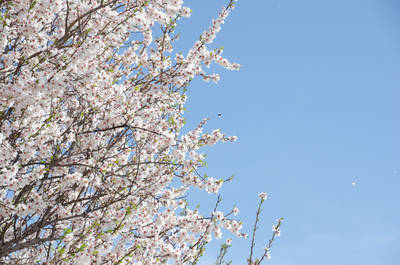 Die Bäume blühen, der Frühling ist da!