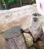 North American river otters (Lontra canadensis) discriminate between 2D objects varying in shape and color