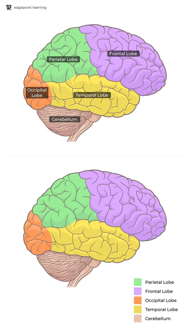 Brain map graphic