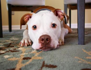 Dog Pregnancy Calculator: When Will Your Dog Whelp?