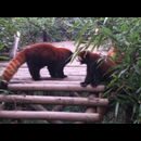 China Red Pandas 22