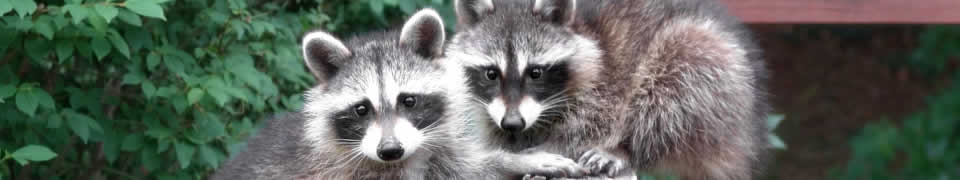 Raccoon removal in Rockford, IL