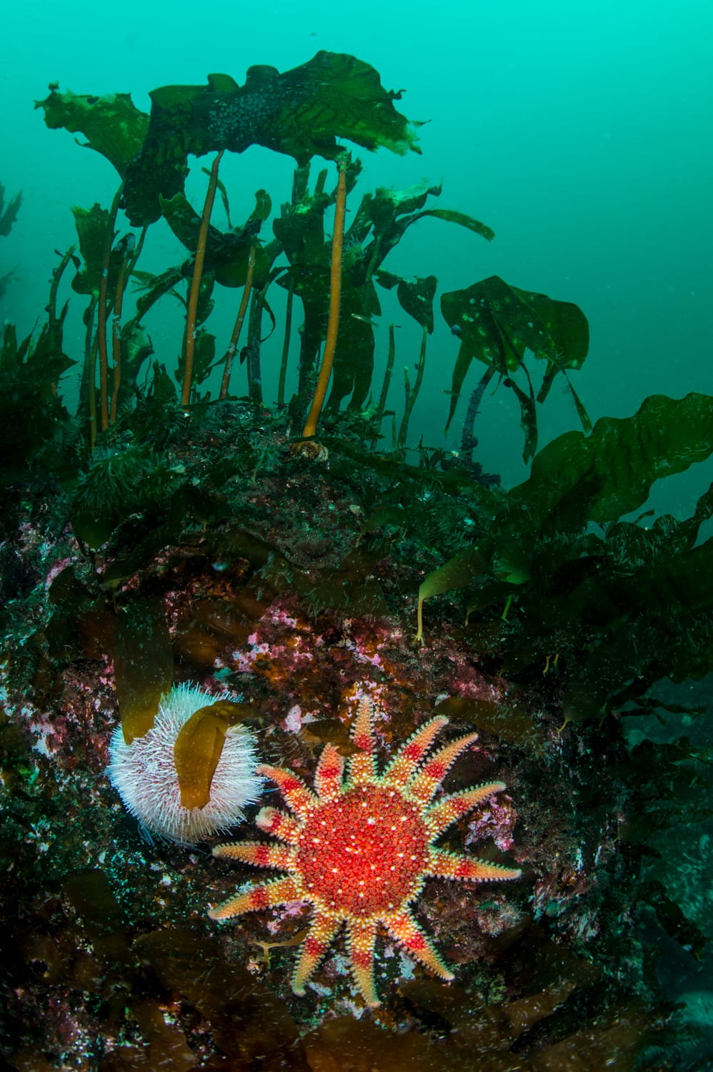 Common sunstar <em>(Crossaster papposus)</em> and an edible sea urchin <em>(Echinus esculentus)</em> on a rocky outcrop