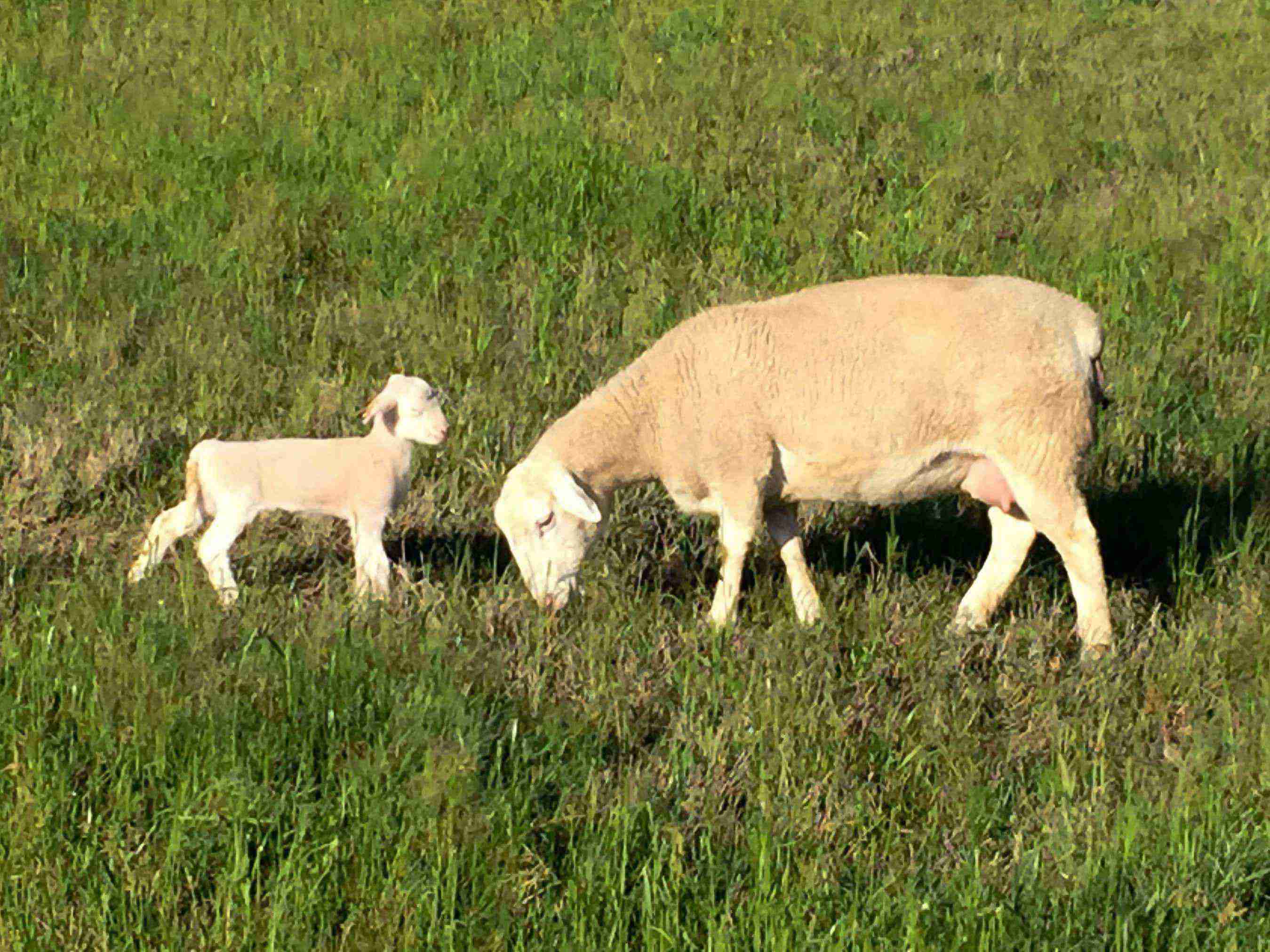 Dorper ewe and lamb