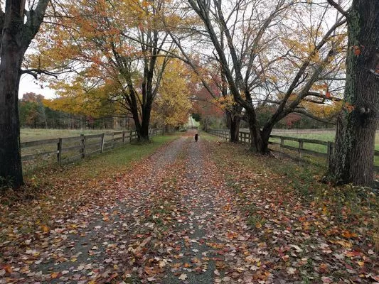An Autumn Scene with leaves on a driveway with dogs.