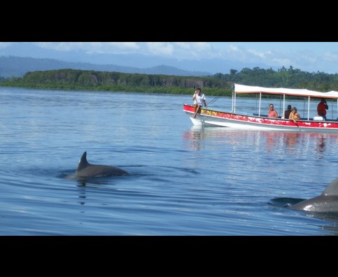 Panama Dolphins 1