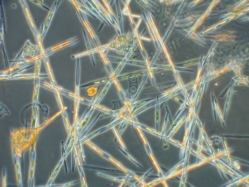 The chain-forming nature of Pseudo-nitzschia