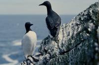 Two Guillemots on the edge of a stack