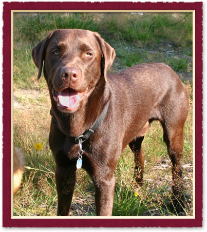 Dog Friendly Trails in austin