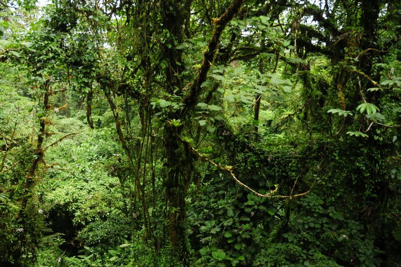 Selvatura Hummingbird Garden