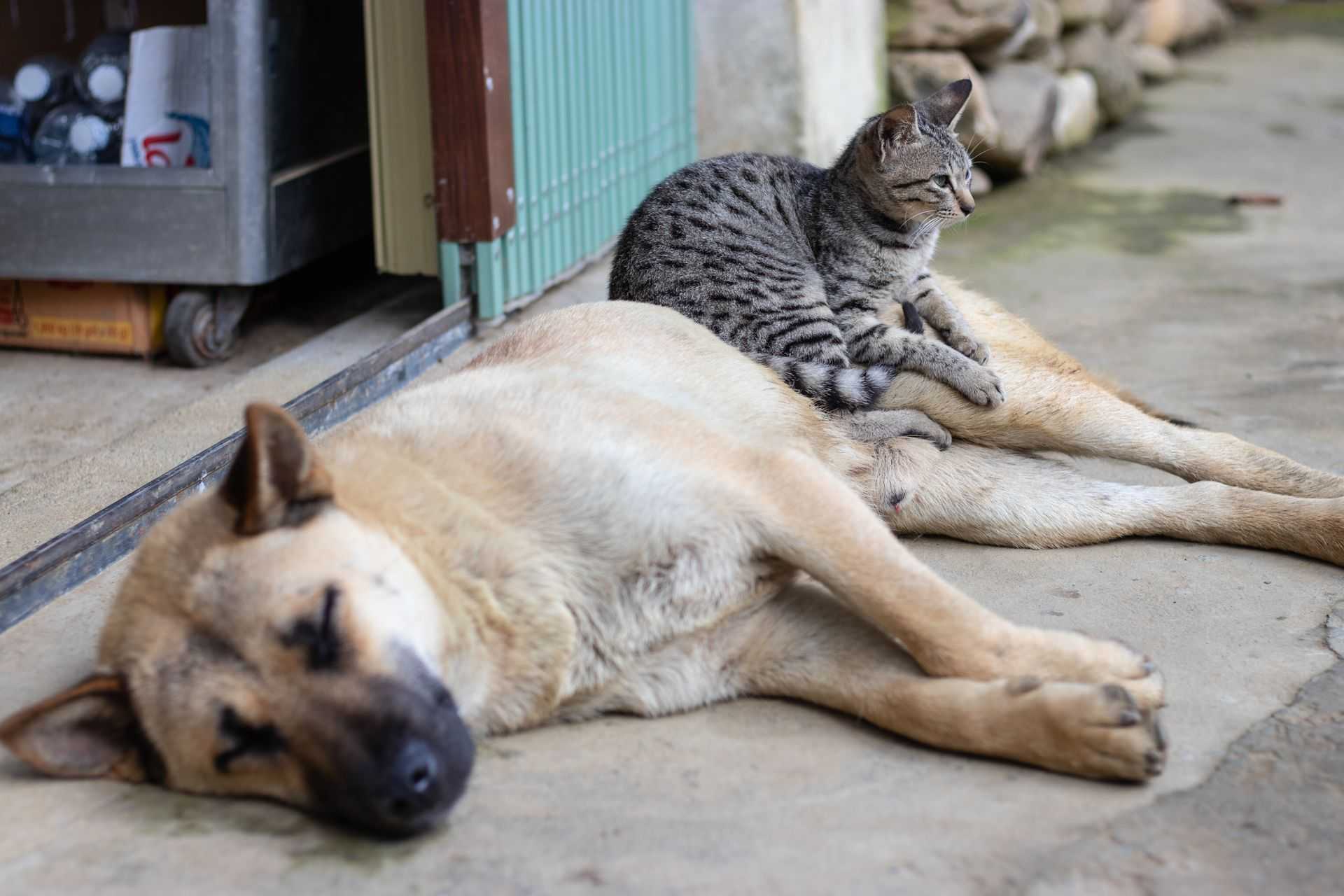 Cat and dog resting outside.