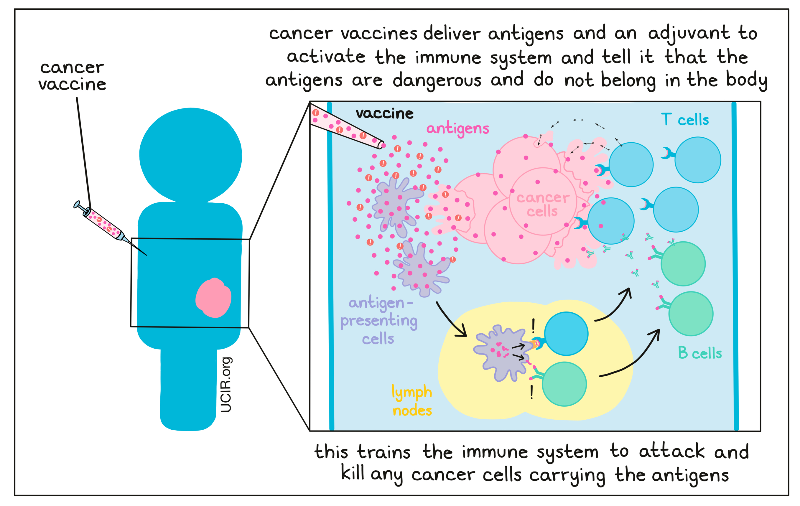 Cancer vaccines deliver antigens and an adjuvant to activate the immune system